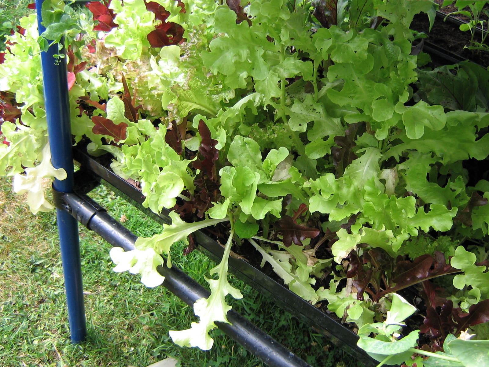 Salad leaves