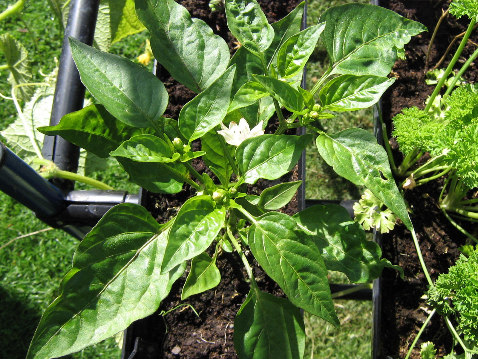 Chillies