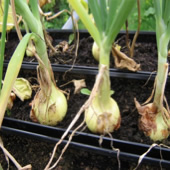 onions
