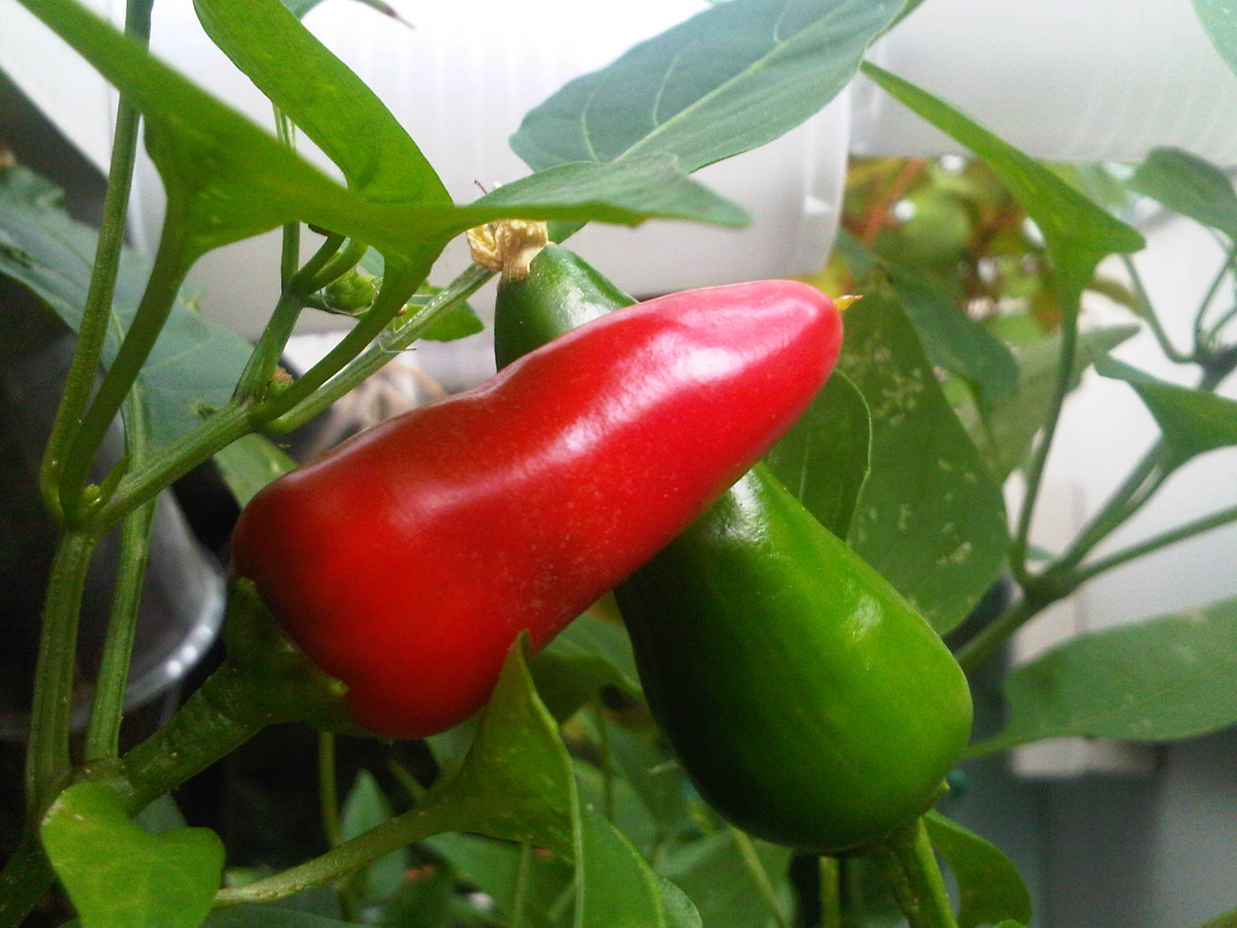 Peppers